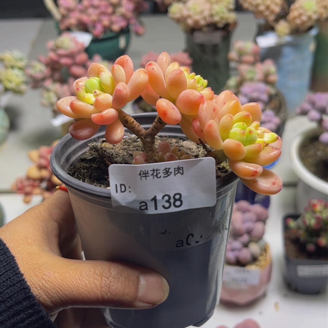 香格里拉138/8cm多肉