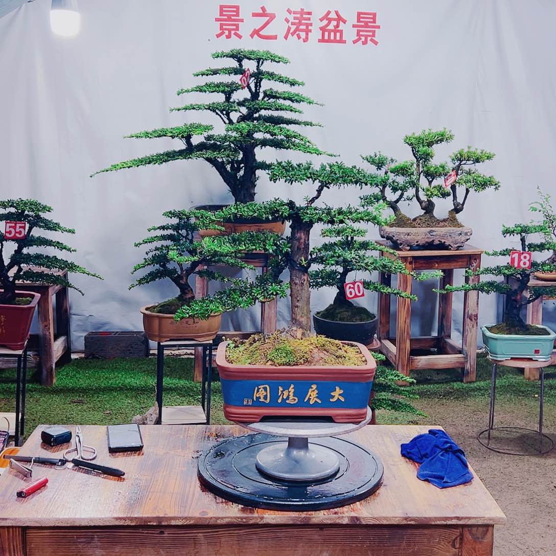 无花朵红芽珍珠罗汉松