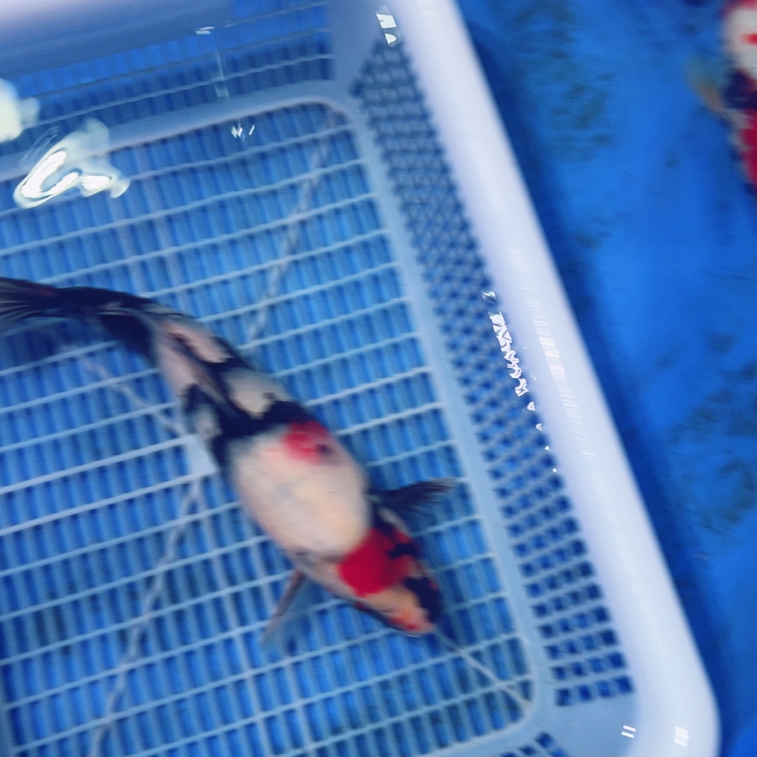 锦鲤锦鲤观赏鱼1111
