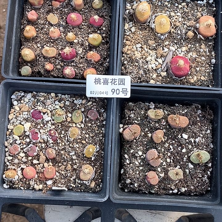 桃喜花园0204-90毛4盆