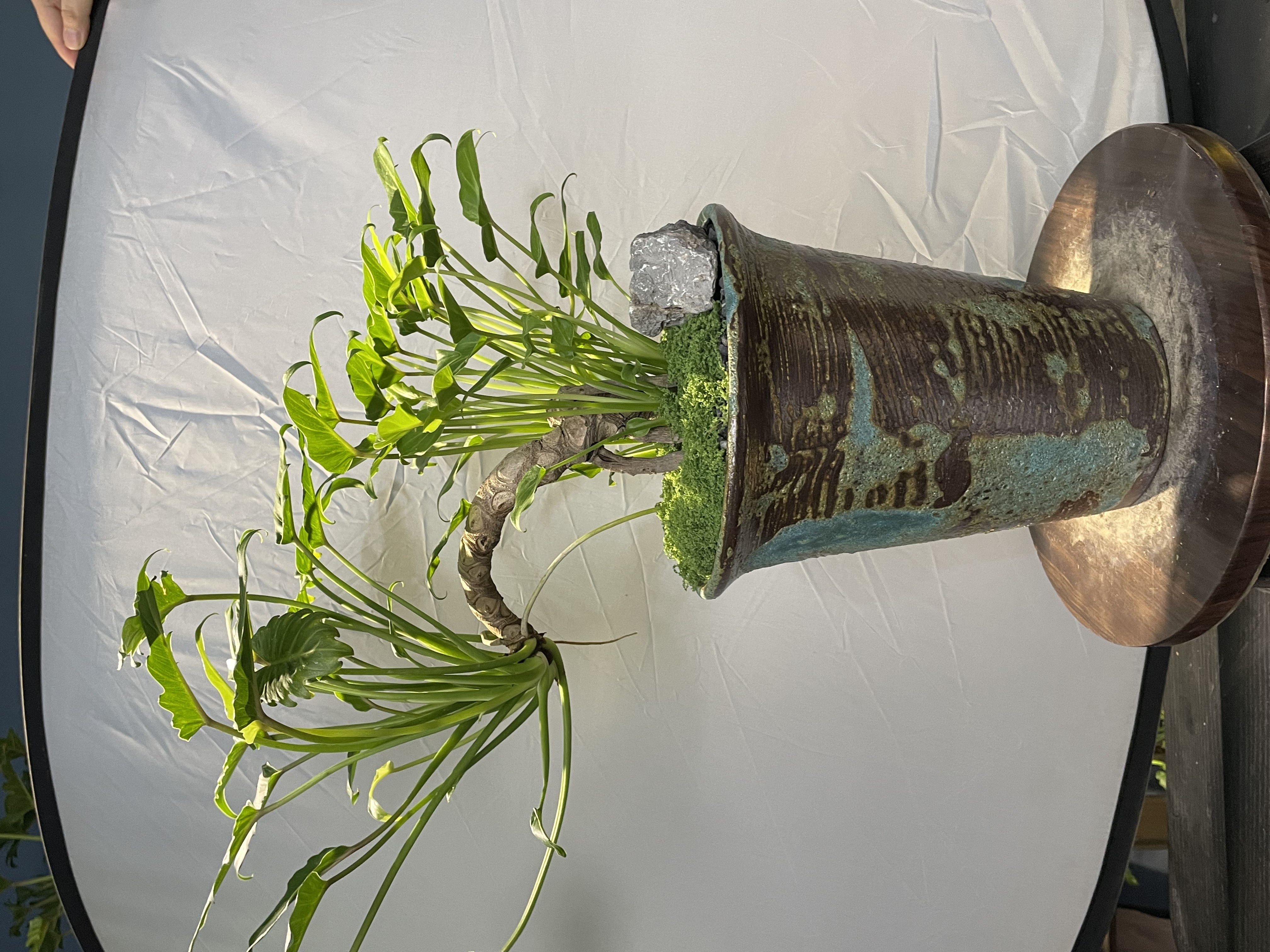 悬崖造型【龙鳞小天使】盆景老桩室内鲜活养护禅意植物盆栽
