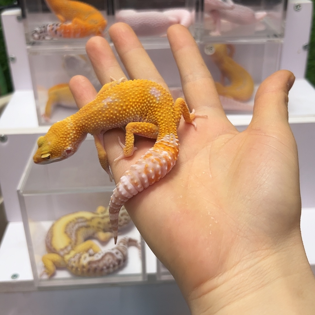 豹纹守宫豹纹守宫