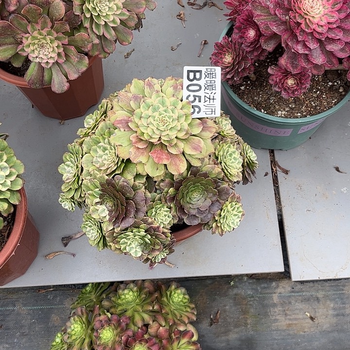 晴****e056漂亮漂亮漂亮漂亮漂亮