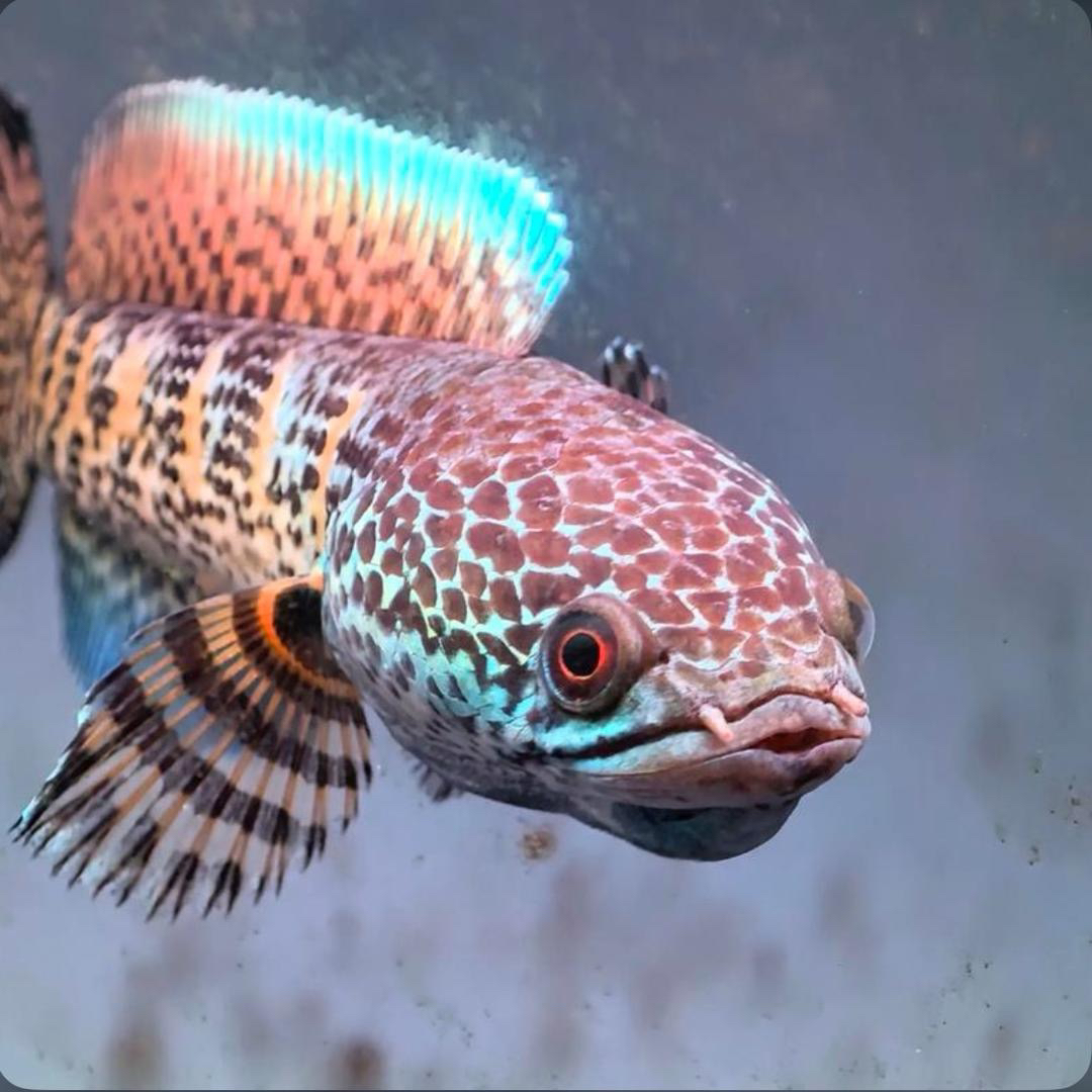 精品活体雷龙鱼观赏鱼