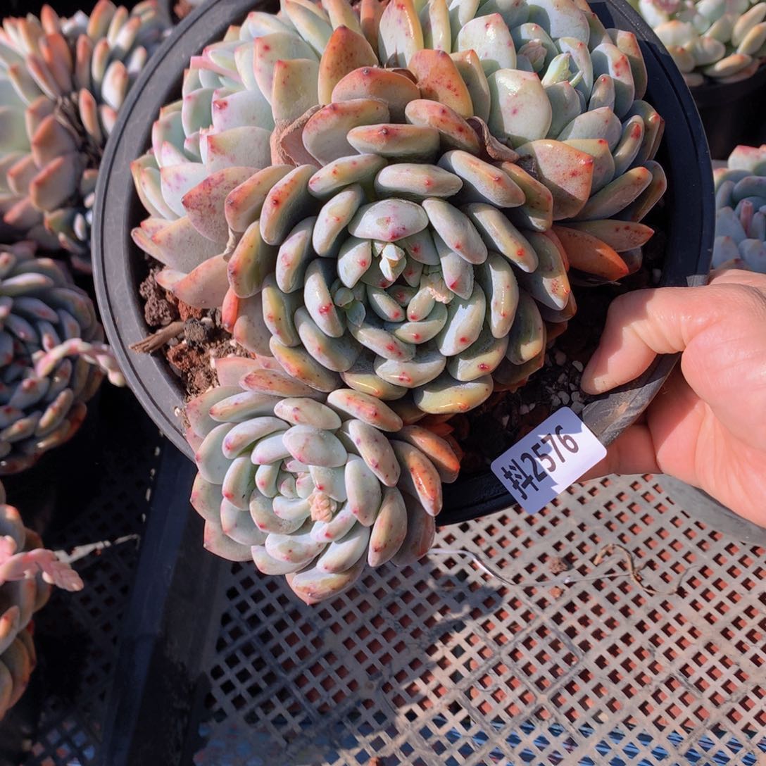 2576多头一个星期没有休息一下