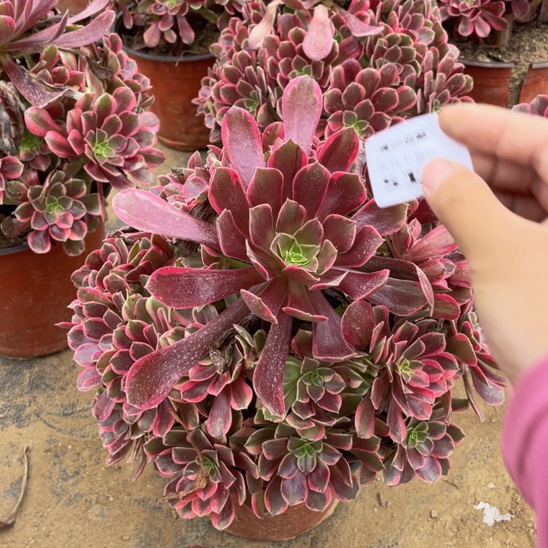 510金丝雀法师多肉断枝不包