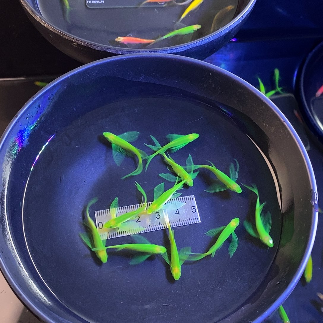 斑马鱼蝶翼斑马精品翡翠绿10➕1备损共11个