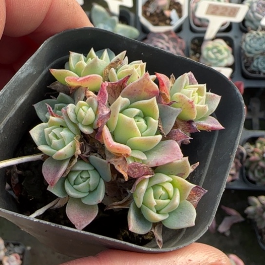 209翡翠塔多肉植物多