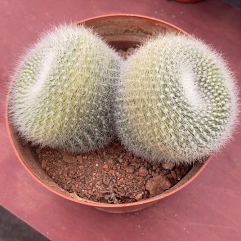 开****天白雪光双头13仙人球