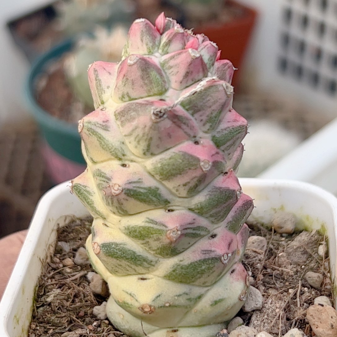 将军阁白锦仙人球