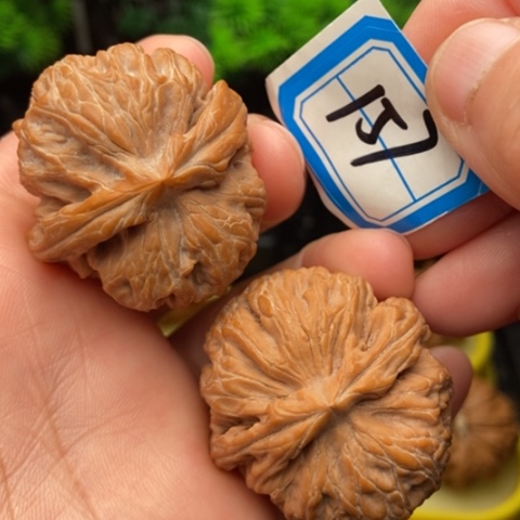 文玩核桃吊坠红锦鲤37.9