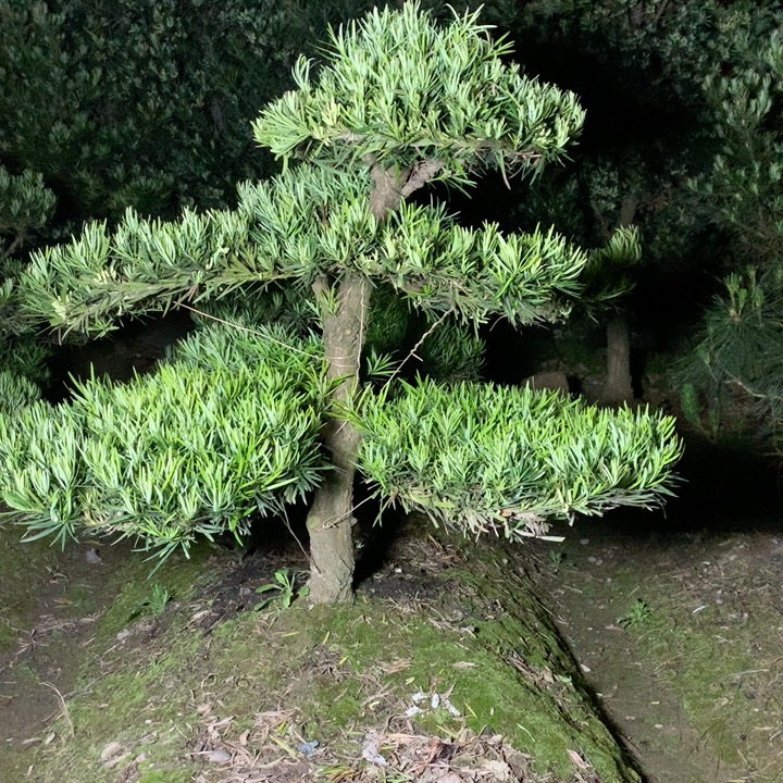 罗汉松造型盆景适合庭院别墅绿化（以直播间实物为主）