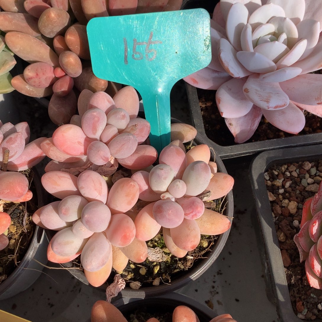 汤圆7272727272772@w