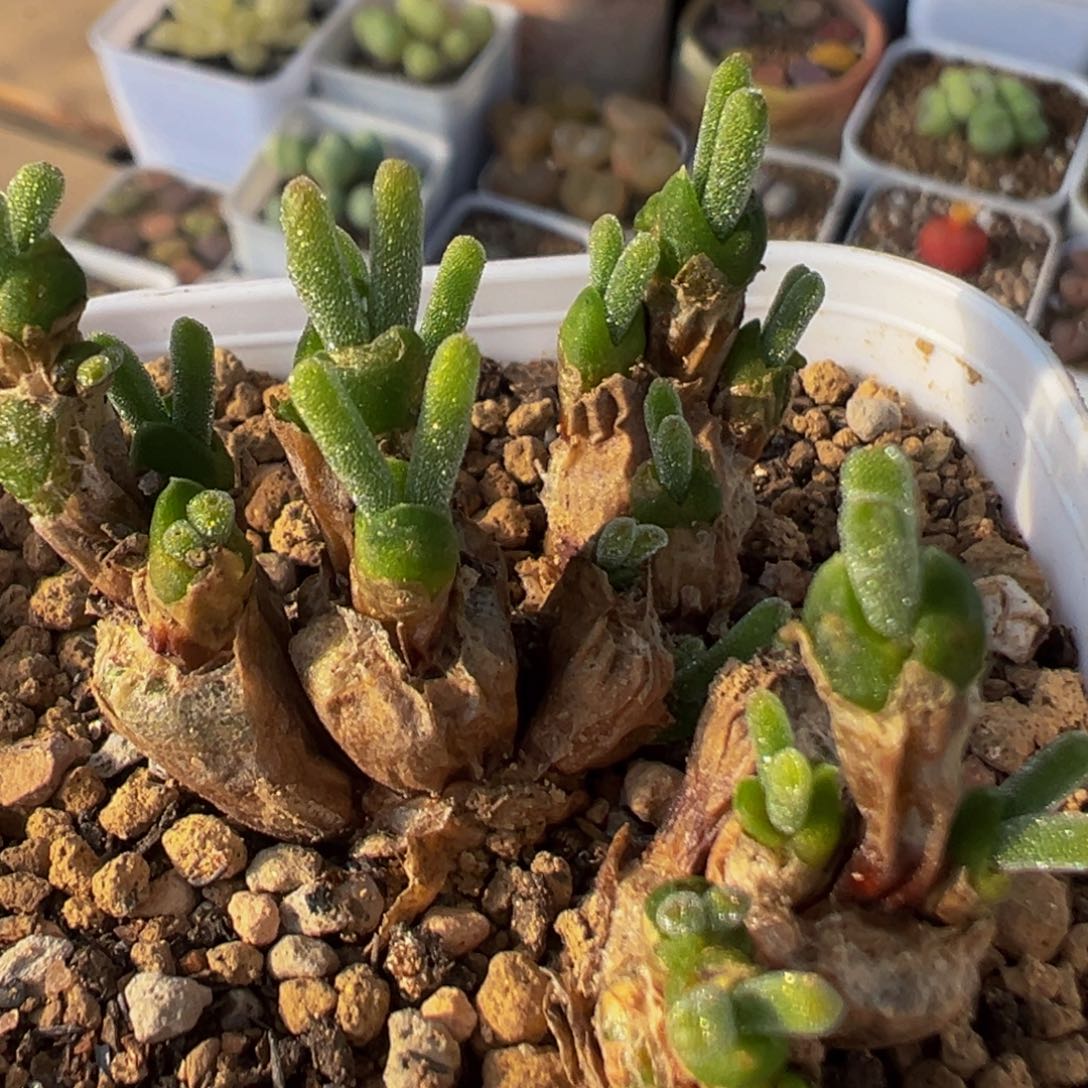 12多肉植物百科植物