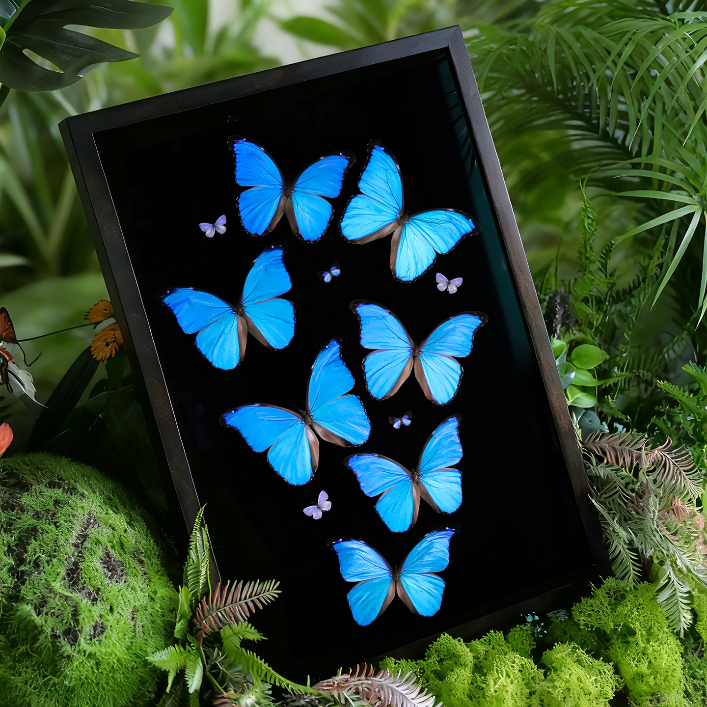 大蓝闪蝶真蝴蝶标本组合装饰挂画客厅酒柜入户玄关摆件办公室礼物