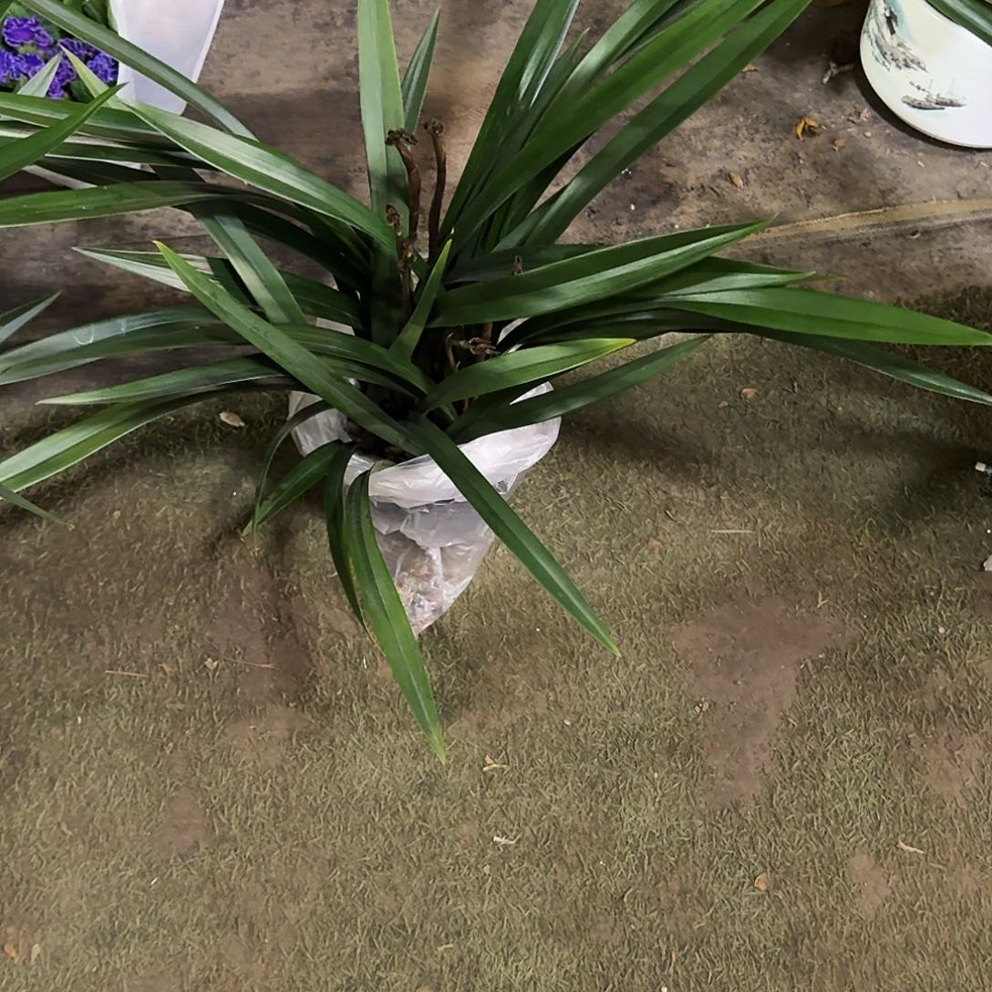 完全开放中颗莫兰