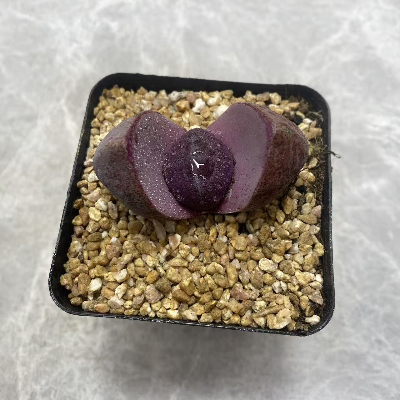 紫元宝不带花苞多肉植物一盆四到厘米左右