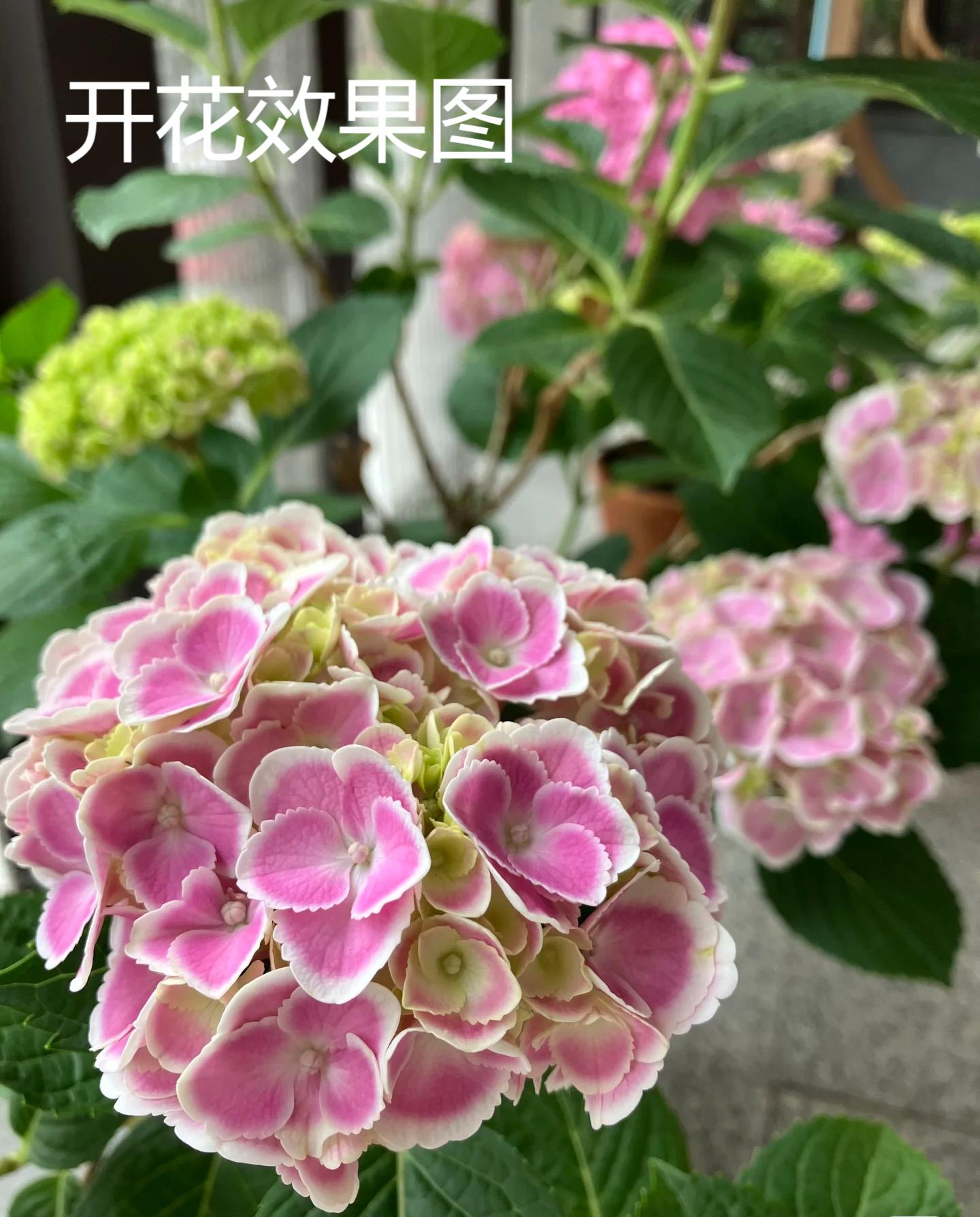 （蒙娜丽莎）单瓣大绣球花大苗老桩盆栽地栽耐热四季开花