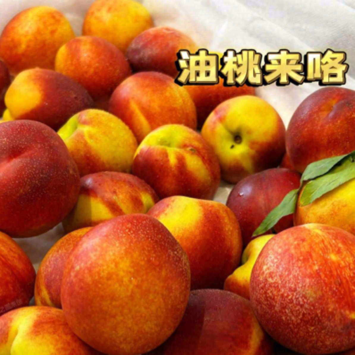 砀山黄油桃 大果 新鲜头茬红皮黄肉油桃脆爽清甜当季水果