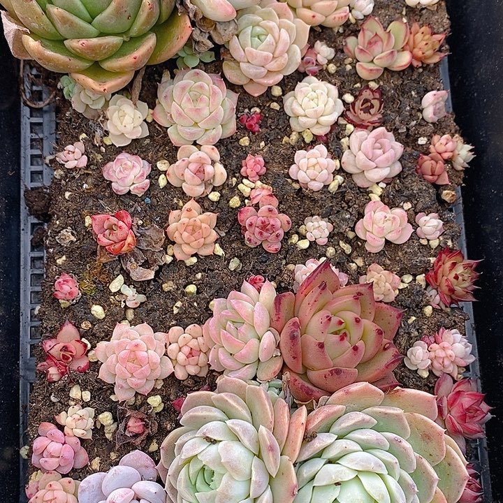 16 多肉植物盆栽花卉植物