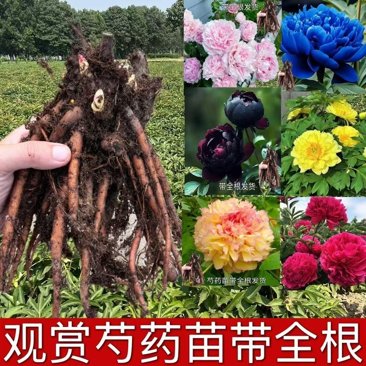 重瓣带芽芍药花苗耐寒花卉适合阳台庭院盆栽植物