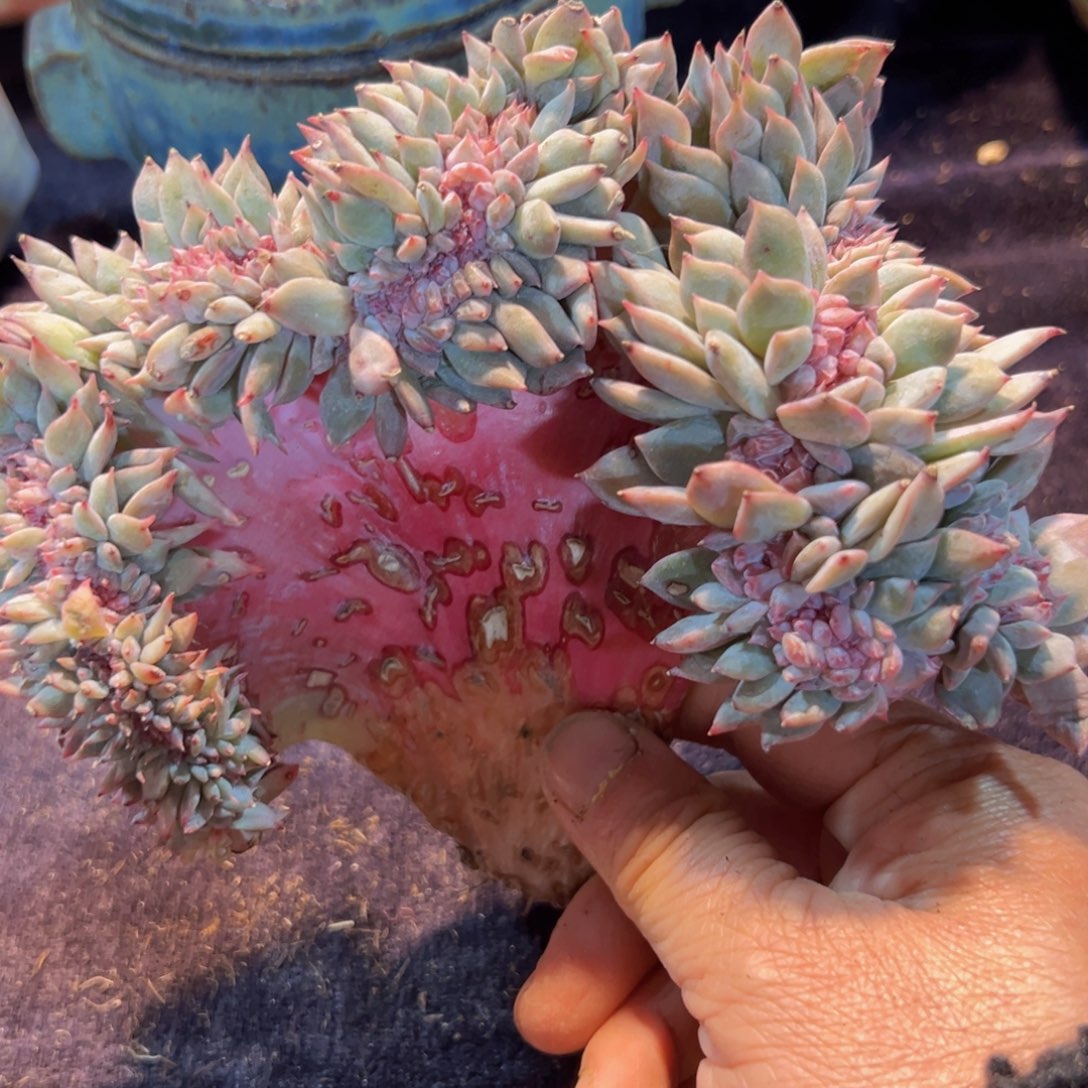 大*李新年快乐啊宝宝们88888