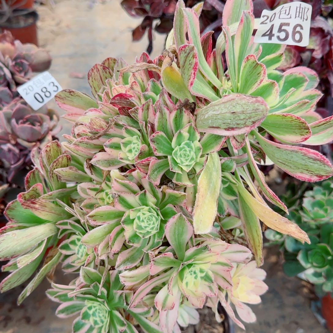 艳日伞多肉456满20包邮断枝不包