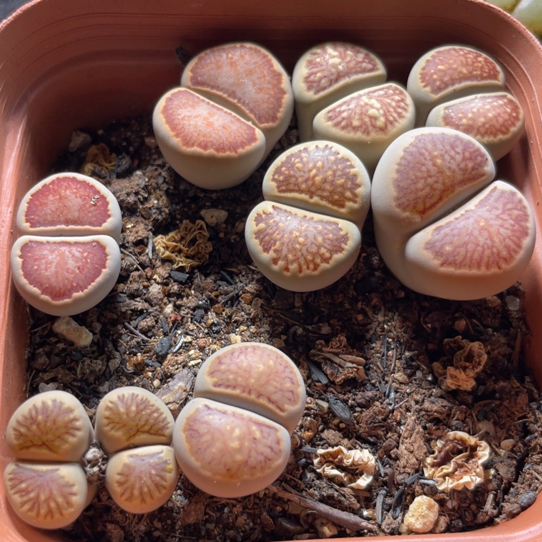 今晚大盆特价更新～13