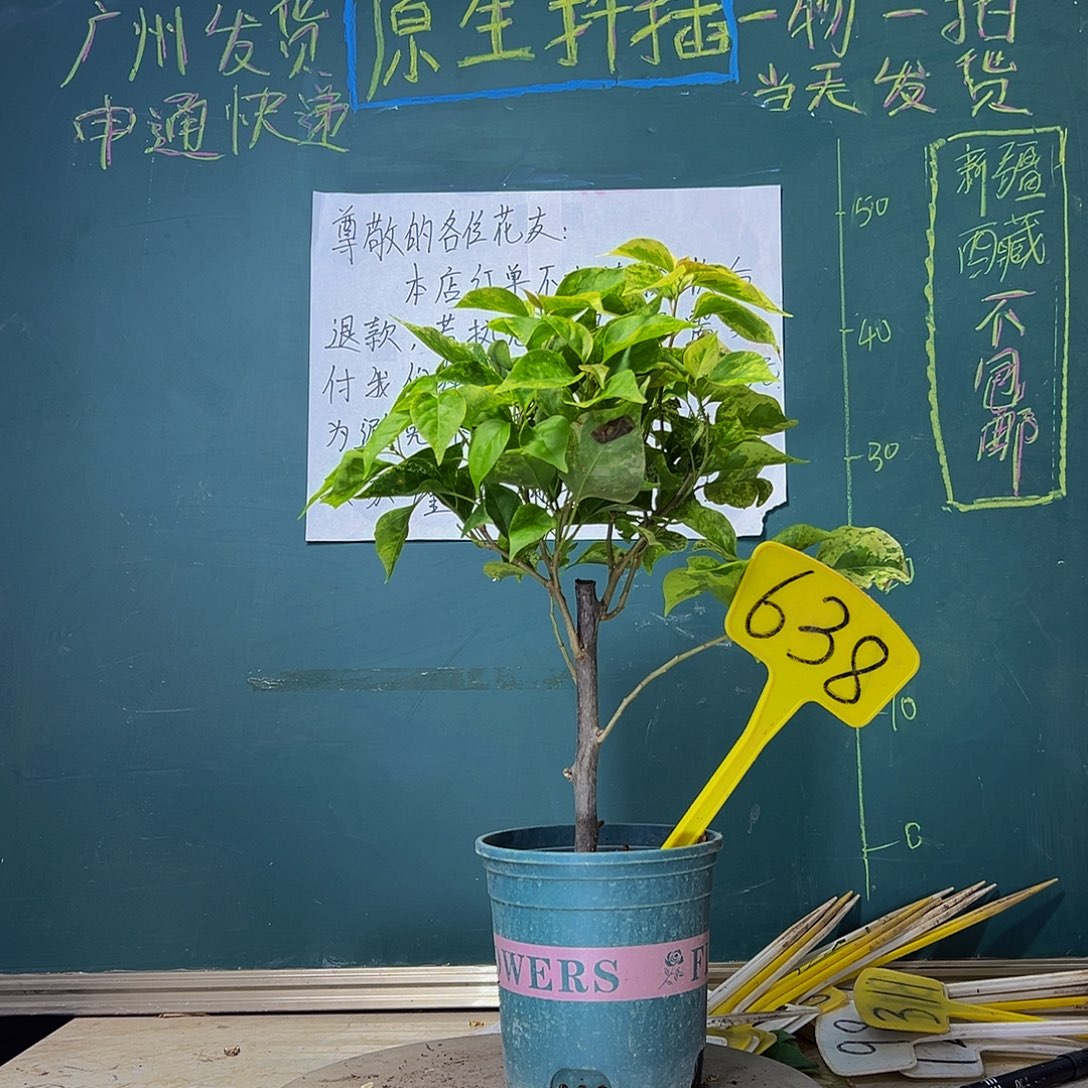 当前无花栽培后可以开花沙斑艳红638