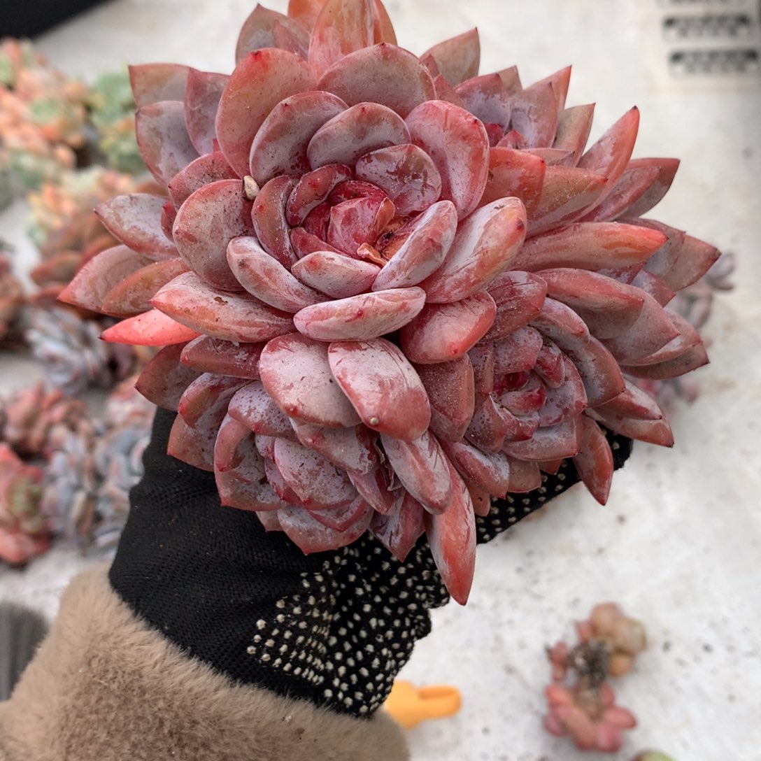 6 石榴籽冰玉哈哈哈哈哈哈哈哈