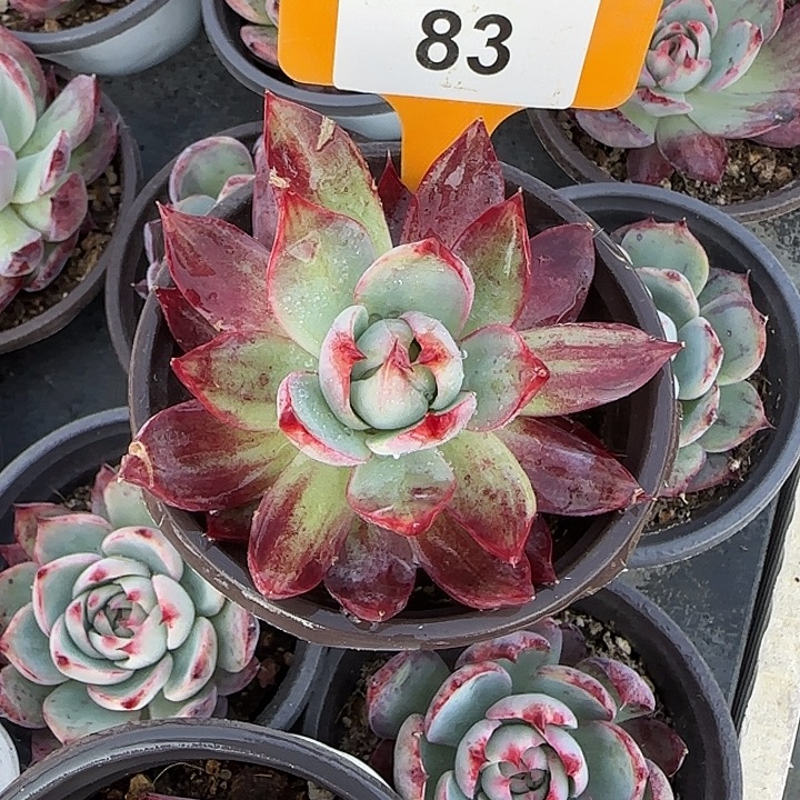 83 惊鸿仙子多肉植物7-9cm