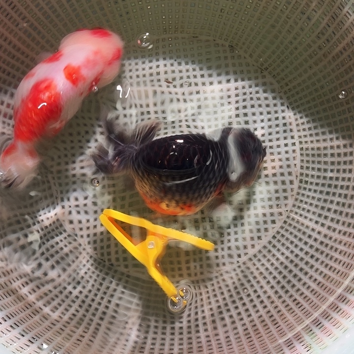 金鱼黄牌1号尺寸9-12区间