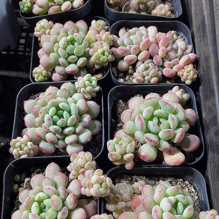 大萌豆带盆土发货