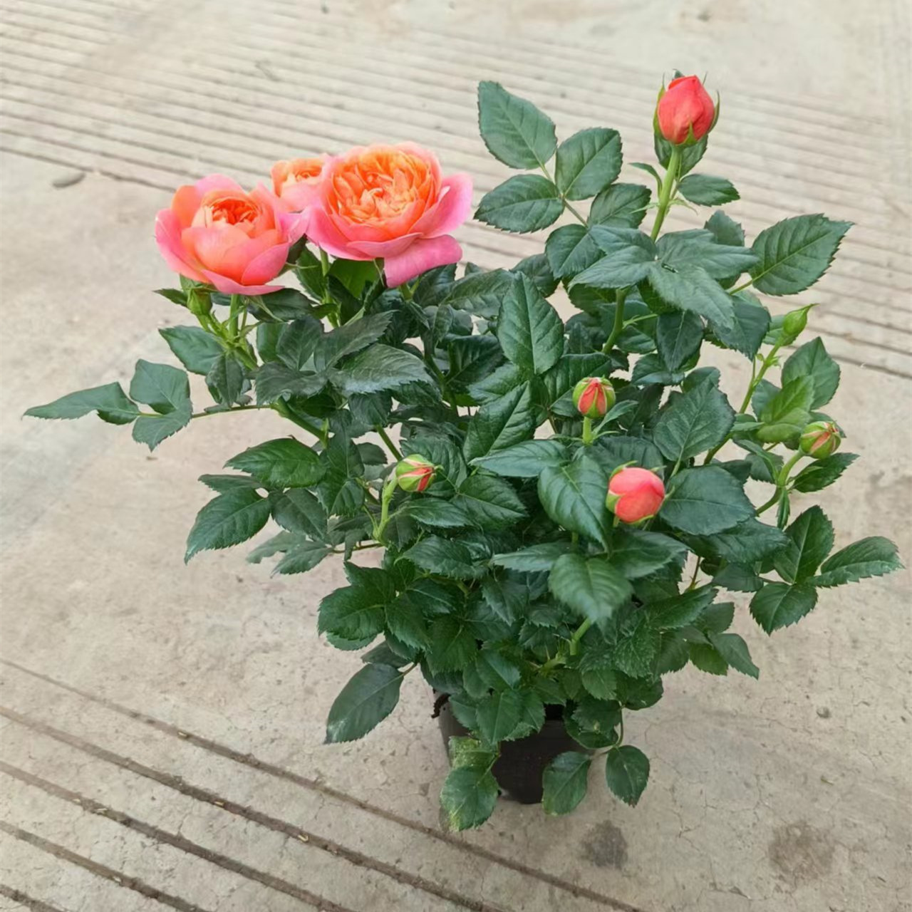 120#紫玉玫瑰带花苞花卉观花植物盆栽月季蔷薇室内庭院阳台四季