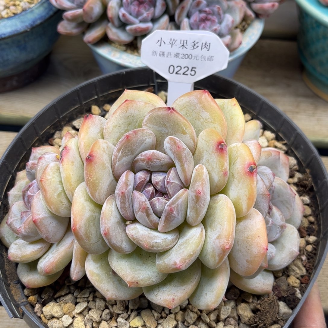 黄底紫心225/16cm3头