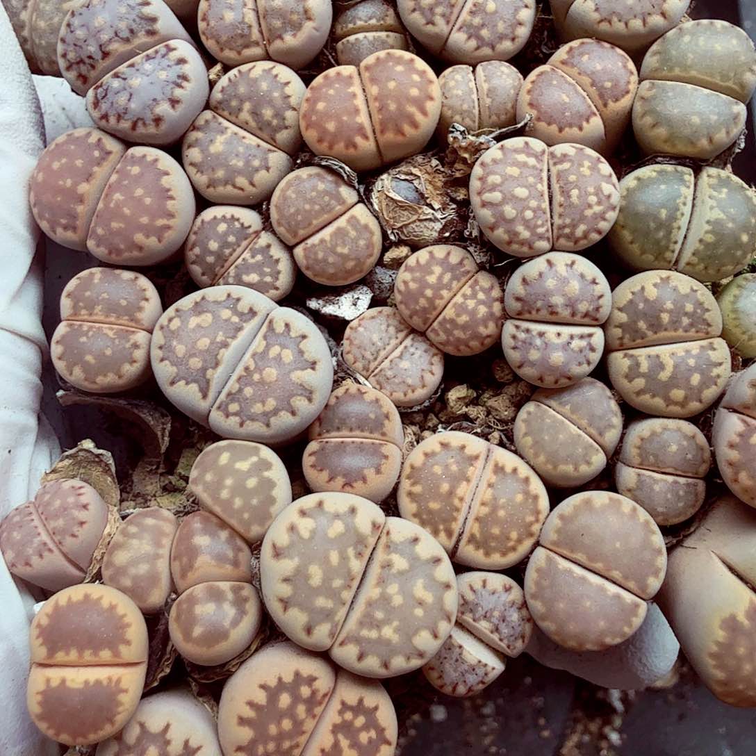 我不晓得要搞啥子了274