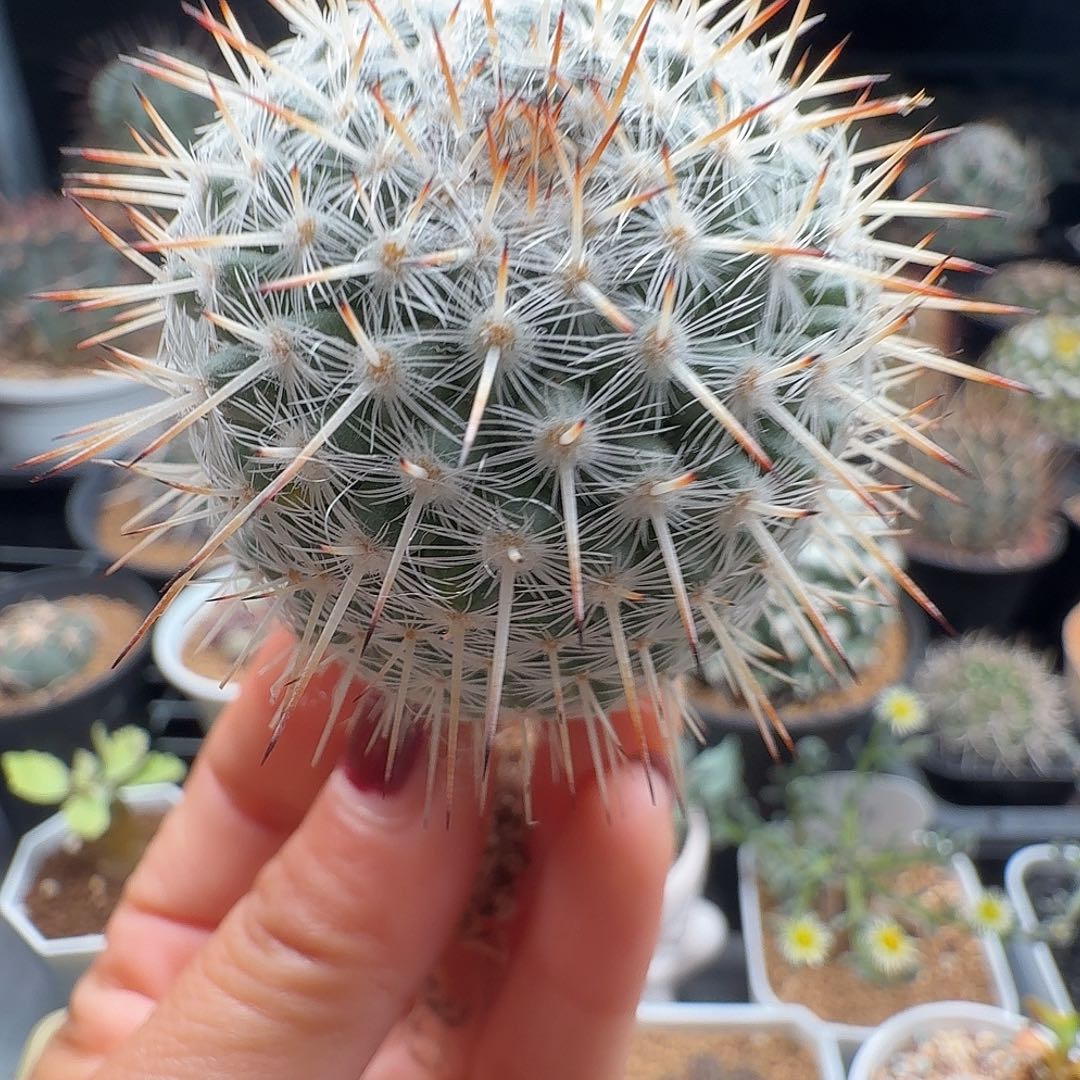 实生长刺白王丸脱土发货