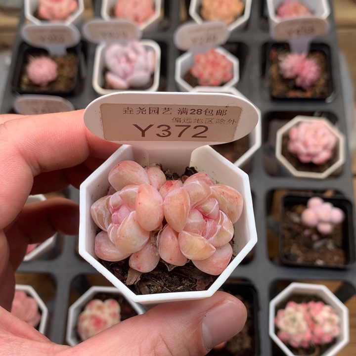 0372 不知名双 4.5cm