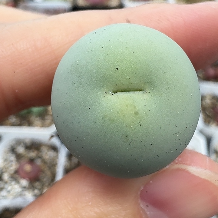 老马生石花2.1鸽子蛋218