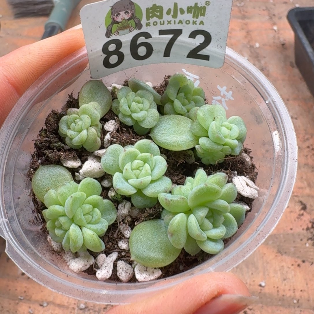 多肉植物多肉植物