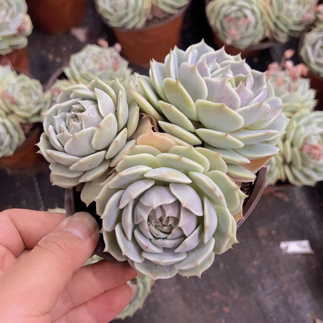 露娜莲双头起发120杯