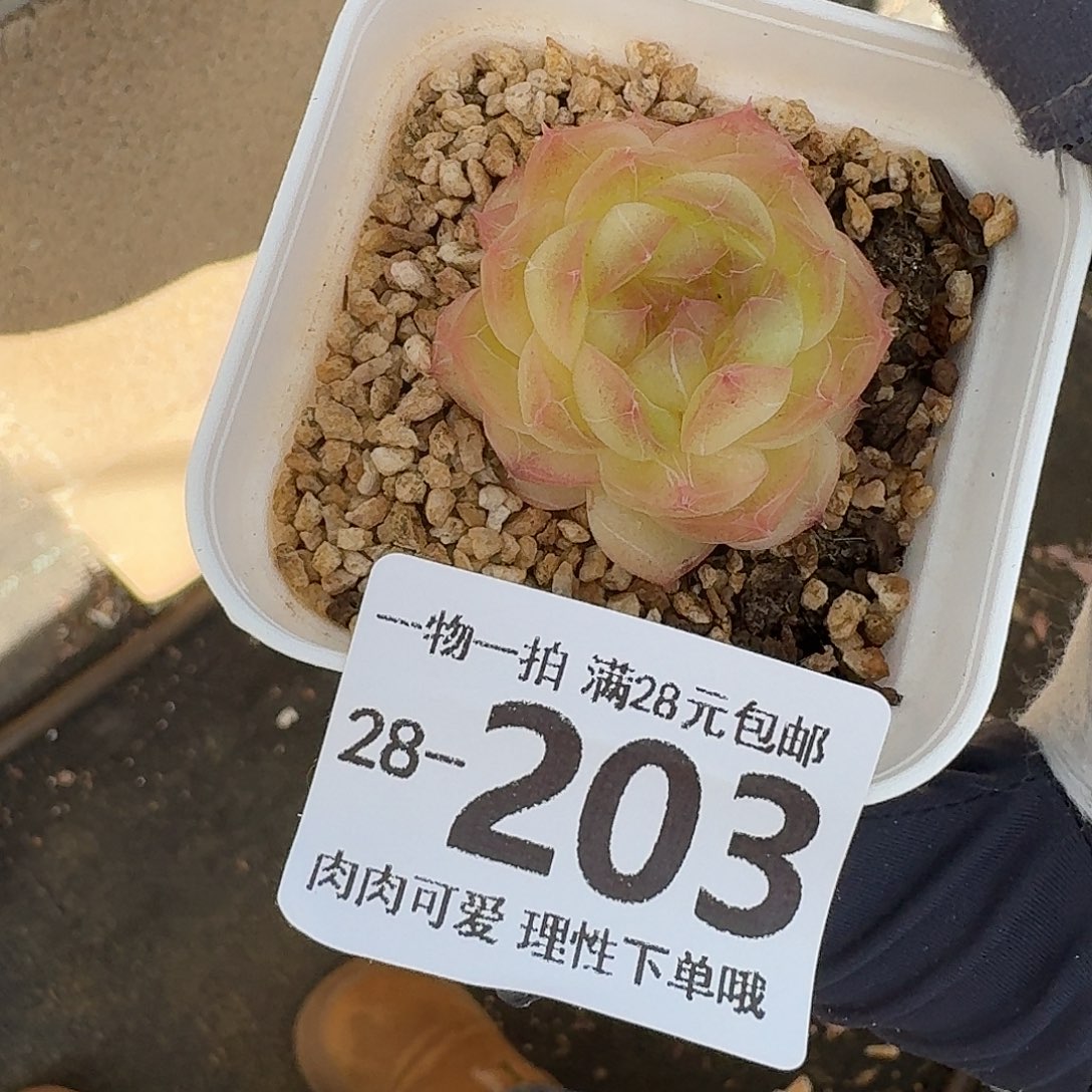珍菲无盆土发货无盆