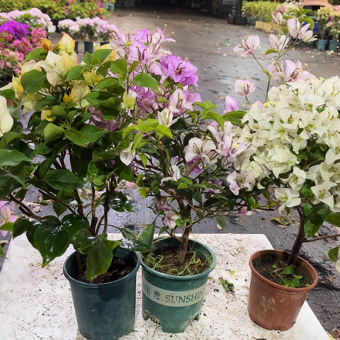 大部分花苞少量开放凤凰，雪紫，白雪