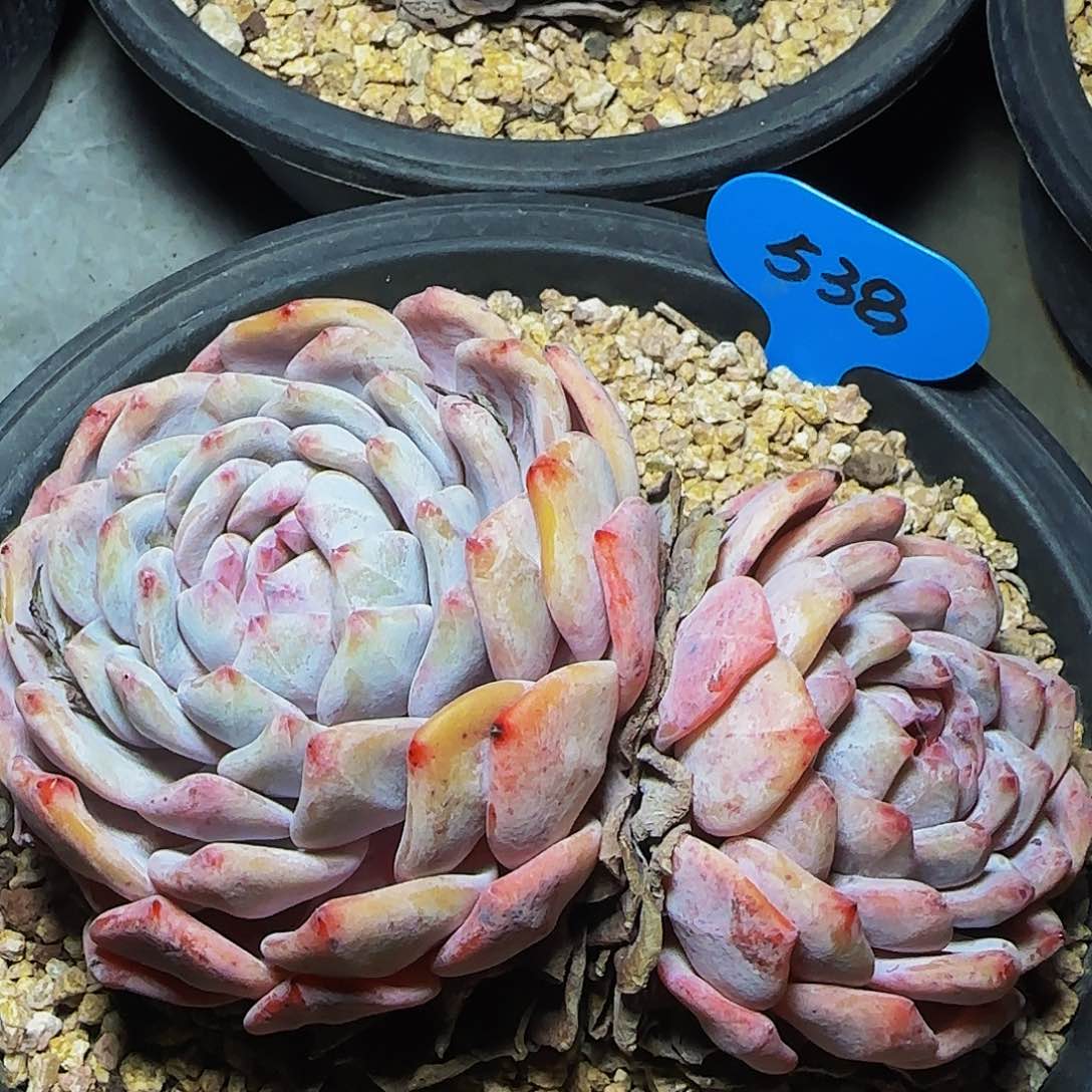 双头橙梦露538号一物一拍