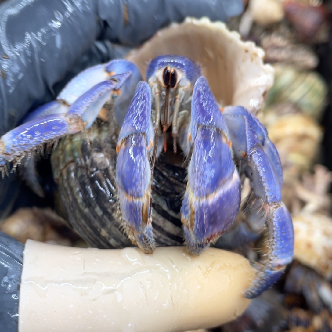 不退不换活体宠物95