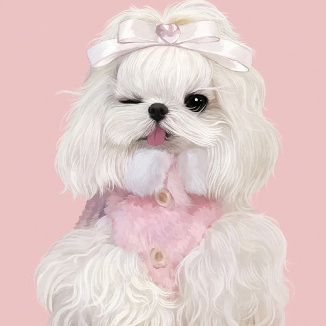 四季款小型犬衣服No退No 换