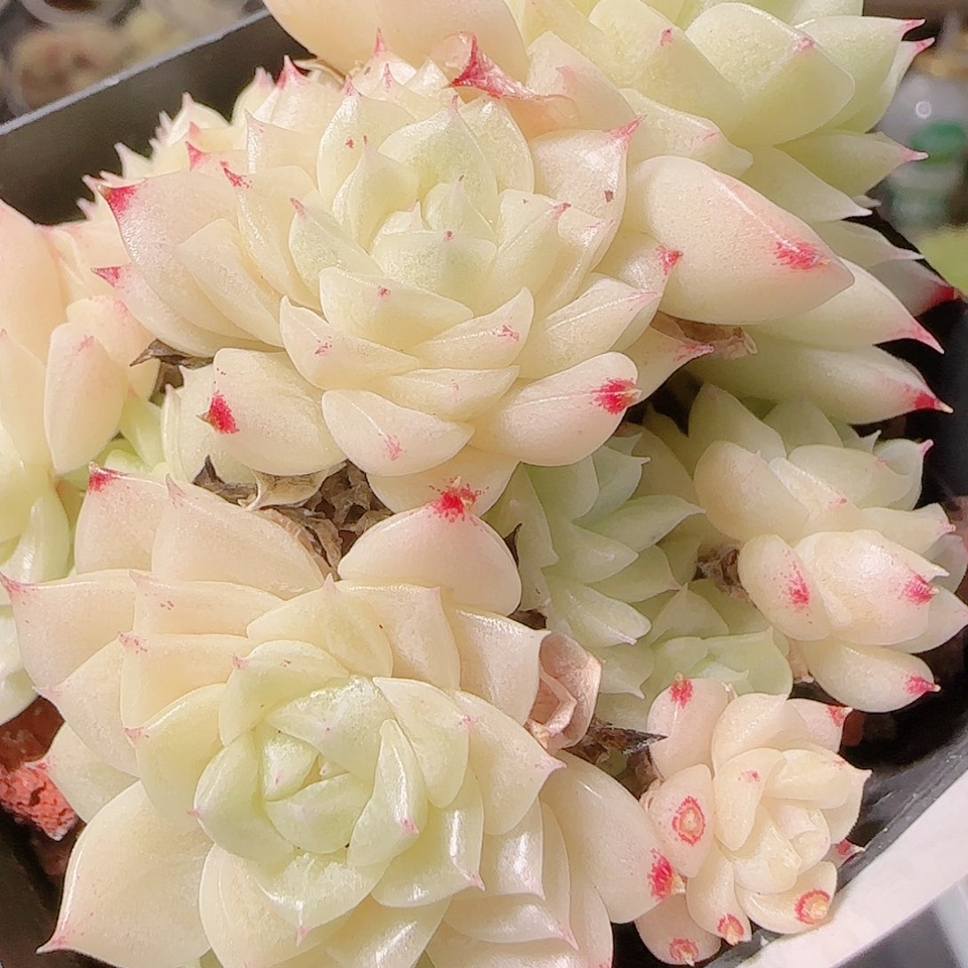 花语逸镜1127-125散