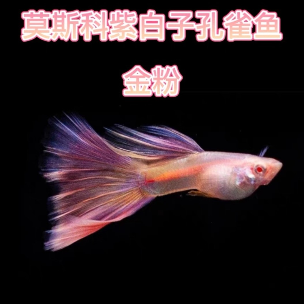 精品高端孔雀鱼 极光金粉佳人孔雀鱼 别名莫紫白子(入缸后不包损)