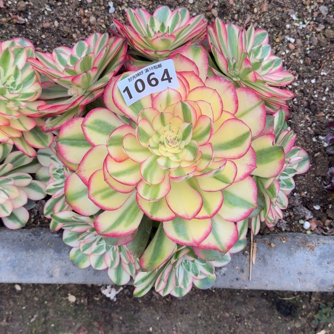 @****雅1064荔枝多肉植物