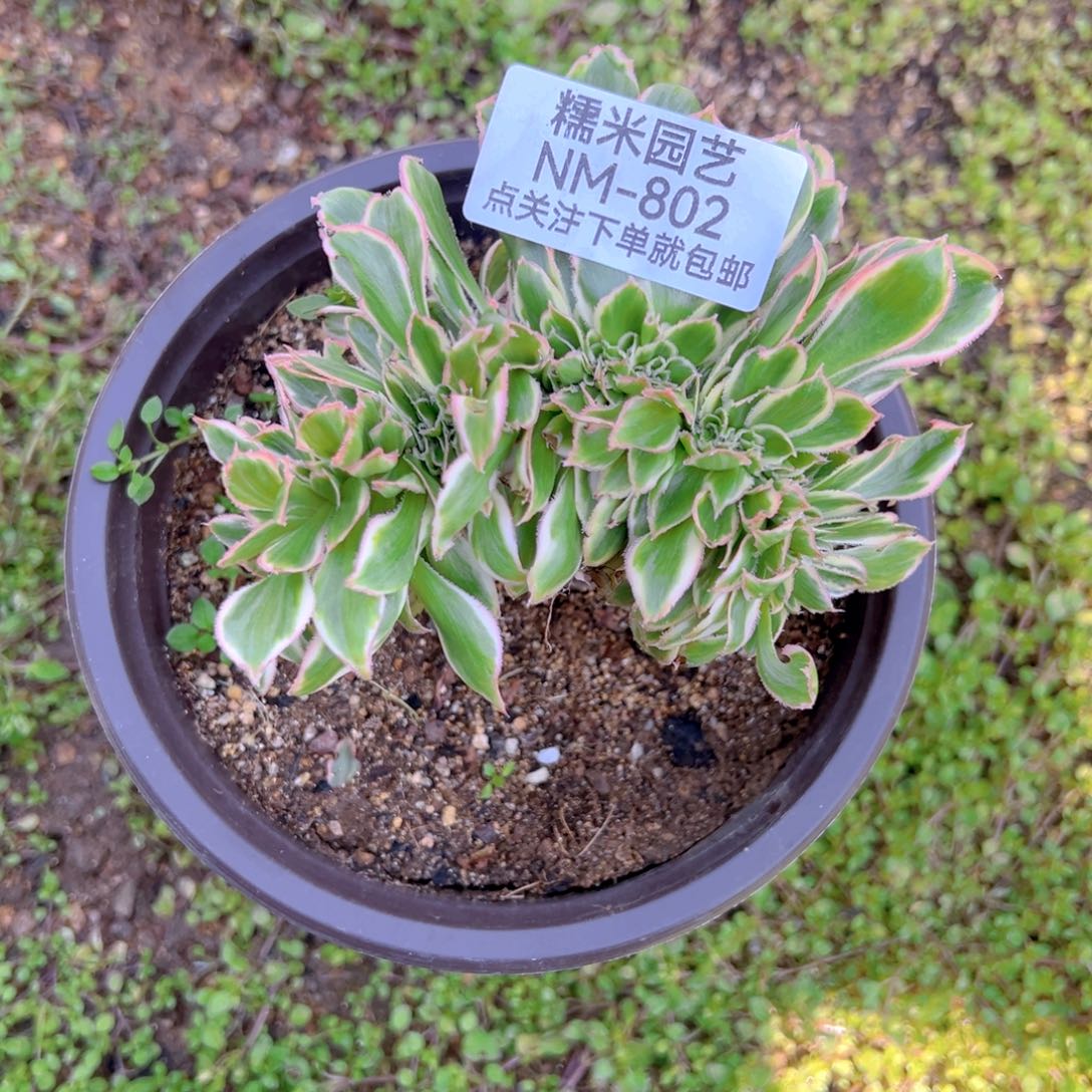 燕姿锦缀多肉植物802